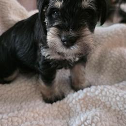 Girl 4 yellow puppy - Black and silver female Miniature Schnauzer puppy in Fresno, California from Findell Kennel, LLC