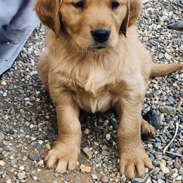 Golden Retriever Puppies from Glenmac Goldens