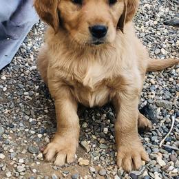 Golden Retriever Puppies from Glenmac Goldens