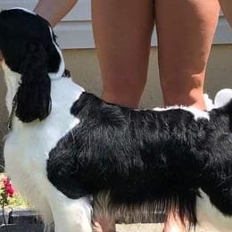 English Springer Spaniels from Yvonne's English Springer Spaniels