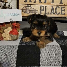 Sparrow - Yorkshire Terrier puppy from PBJ Farms