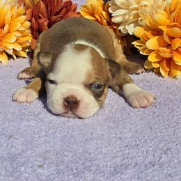 Fawn Boy - Red male Boston Terrier puppy in Corsicana, Texas from JT Bostons