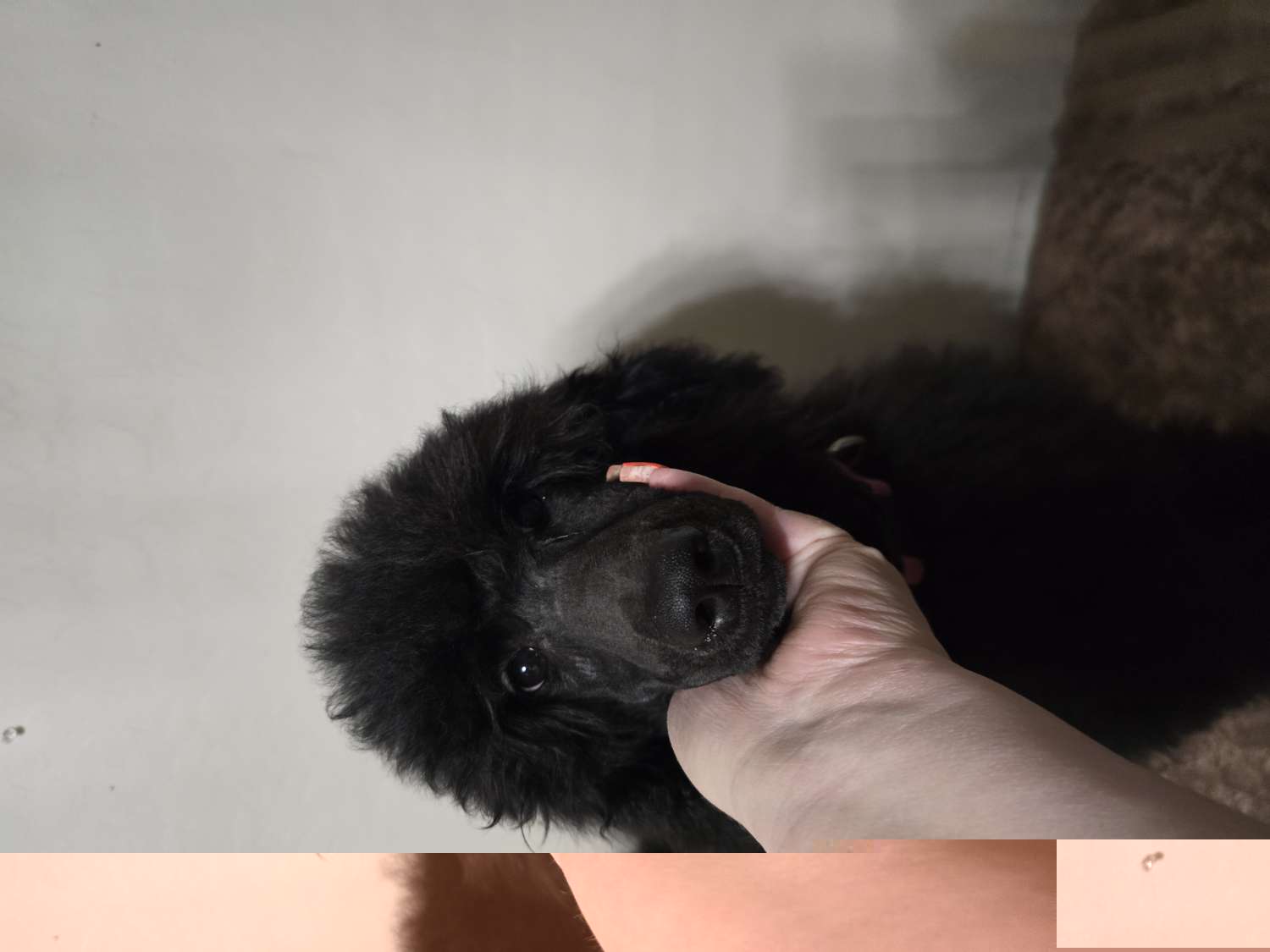 Pink Collar - Pekoe - Black Poodle puppy in Phoenix, Arizona from Desert Diamond Poodles
