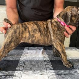 Pink Collar - Black brindle female Cane Corso puppy in Beaver Crossing, Nebraska from Blue River Cane Corso