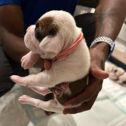 Girl 2 - light pink heat over left eye - White female Boxer puppy in Nashville, Tennessee from Best Friends