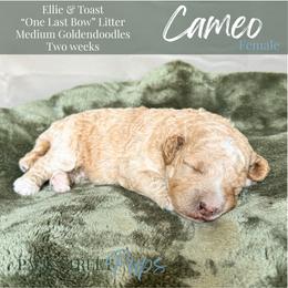 Cameo - Apricot female Goldendoodle puppy in Paxville, South Carolina from Pack Street Pups