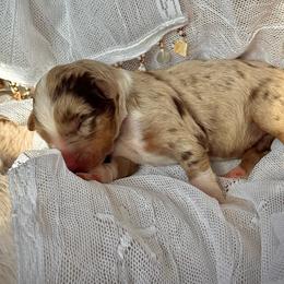 Boy-2 - Red merle male Australian Shepherd puppy in Ramona, California from Blue Moon Aussies