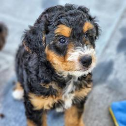 "Eileen Dummer 2022" Assorted Doodle Crosses Puppies from Do Wah Diddy Doodles