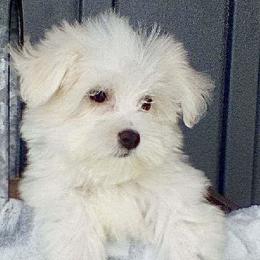 Vincenzo - Maltese