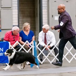 Miniature American Shepherd All Grown Up from Dynasty Minis