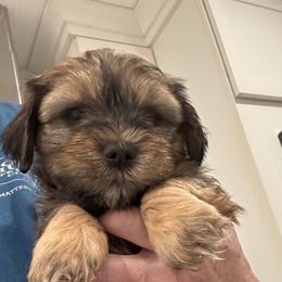 Boy 3 - Red brindle male Havanese puppy in Walpole, Massachusetts from Golden Glen Havanese