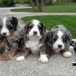 Bernedoodle, Cavapoo, and Goldendoodle Puppies from Royal doodles of Florida