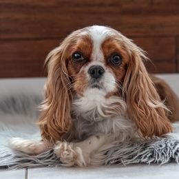 TELLY - Cavalier King Charles Spaniel