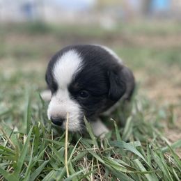 Todder - Black and white male Cardigan Welsh Corgi puppy in Rexburg, Idaho from Corgi Gardens