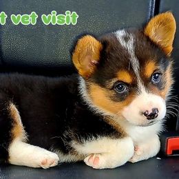 American Corgis and Pembroke Welsh Corgis from St. Lawrence Corgis