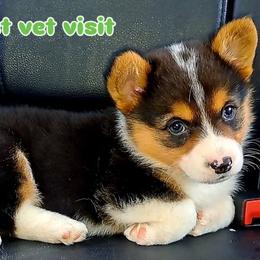American Corgis and Pembroke Welsh Corgis from St. Lawrence Corgis