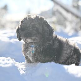 Pharaoh - Merle male Cockapoo puppy in Deming, Washington from Heavenly Puppies to Love