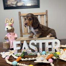 Penny - Chocolate and tan female Dachshund puppy in Dawson, Alabama from Bells Dashing Dachshunds
