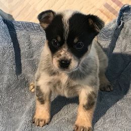 Australian Cattle Dog Puppies from RnB Cattle Dogs
