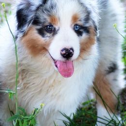 Australian Shepherd Puppies from NorthRidge Australian Shepherds