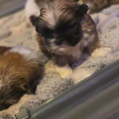 Aubreigh - Brown female Mal-Shi puppy in Pleasant Hill, Iowa from Courtney Nicole's Mal Shihs & Goldendoodles