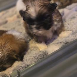 Aubreigh - Brown female Mal-Shi puppy in Pleasant Hill, Iowa from Courtney Nicole's Mal Shihs & Goldendoodles
