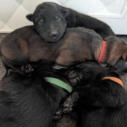Green - Black male German Shepherd puppy in Motley, Minnesota from Von Thomson Haus
