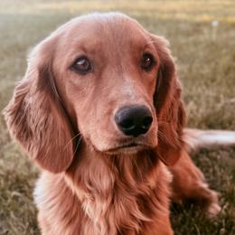 Companion Crosses and Goldendoodles from Abby Chaffee