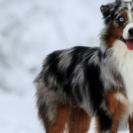 Miniature American Shepherds from Treasures Miniature American Shepherds