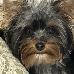 Jack - Yorkshire Terrier