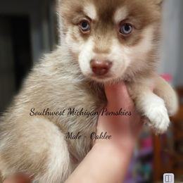 Oaklee - Pomsky puppy in Michigan from Southwest Michigan Pomskies