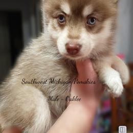 Oaklee - Pomsky puppy in Michigan from Southwest Michigan Pomskies