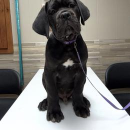 Purple Collar - Black male Cane Corso puppy in Osceola, Arkansas from Classic Jayx