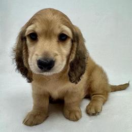 Falcon - Cream male Dachshund puppy in Pulaski, Tennessee from Billboard Doxies