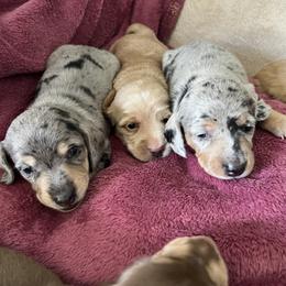 Dachshund Puppies from M&M Pups