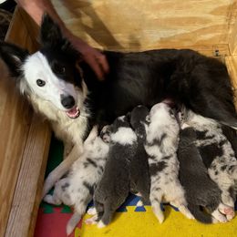 Border Collie Puppies from Bama Border Collies
