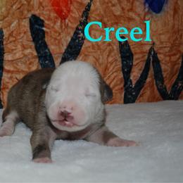 Creel - male Alapaha Blue Blood Bulldog puppy in Walbridge, Ohio from United Alapaha Bulldogs