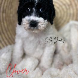 Clover - Parti female Goldendoodle puppy in Cleveland, Georgia from The O.G. Doodles