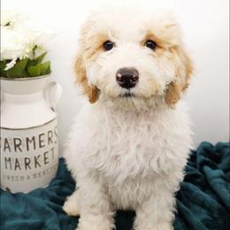 Chili - Red male Bernedoodle puppy in Granton, Wisconsin from Rose River Farms