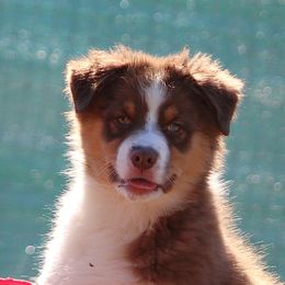 Rascal - Red tri-color male Australian Shepherd puppy in North Haverhill, New Hampshire from Bellamist Aussies
