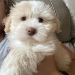 Havanese Puppies from Coco’s Puppies