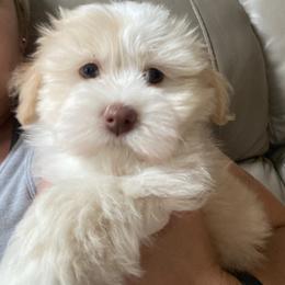 Havanese Puppies from Coco’s Puppies