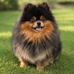 Jigsaw - Blue and tan male Pomeranian puppy in Buck Valley, Pennsylvania from Buck Valley Pomeranians