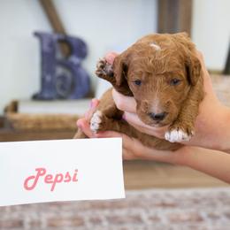 Pepsi - Red  female Poodle puppy in Mesa, Arizona from Desert Doodles