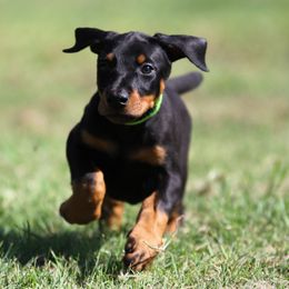 Missandei - Black and rust female Doberman Pinscher puppy in Rockwall, Texas from Elitehaus