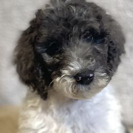 Lite Pink Girl - Parti Goldendoodle puppy in Thomasville, North Carolina from North Carolina Doodles- Thomasville