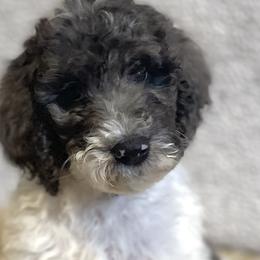 Lite Pink Girl - Parti Goldendoodle puppy in Thomasville, North Carolina from North Carolina Doodles- Thomasville
