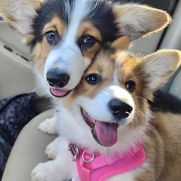 Pembroke Welsh Corgi Puppies from Campbell Ranch Corgis