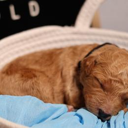 Black collar - Apricot male Goldendoodle puppy in Palmetto Bay, Florida from SOMIDOODLES