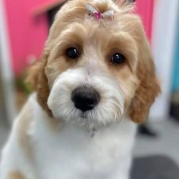 Goldendoodle All Grown Up from Lake Oakdale Doodles